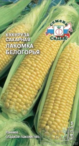 55543