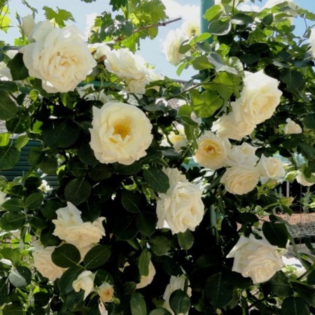 Роза Сноу Баллет шраб (белая махровая) (Алтай), 1шт. саженец
