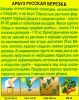 Арбуз Русская березка 1г (Аэлита)
