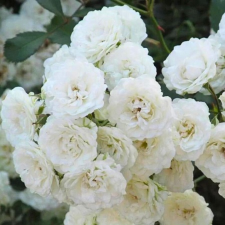 Роза Сноу Баллет шраб (белая махровая) (Алтай), 1шт. саженец
